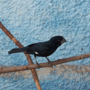 LAGOPAS