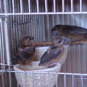 LAGOPAS