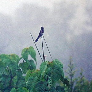 LAGOPAS