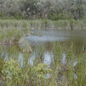 LAGOPAS