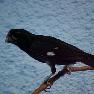 LAGOPAS
