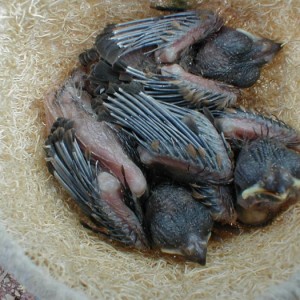 LAGOPAS