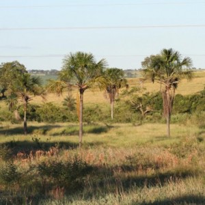 LAGOPAS
