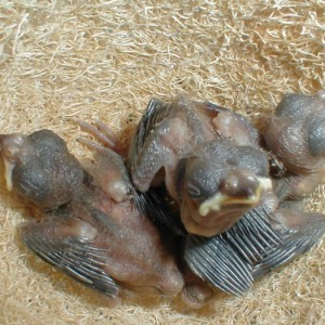 LAGOPAS